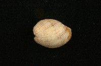 藏品(細線簾泡螺)的圖片